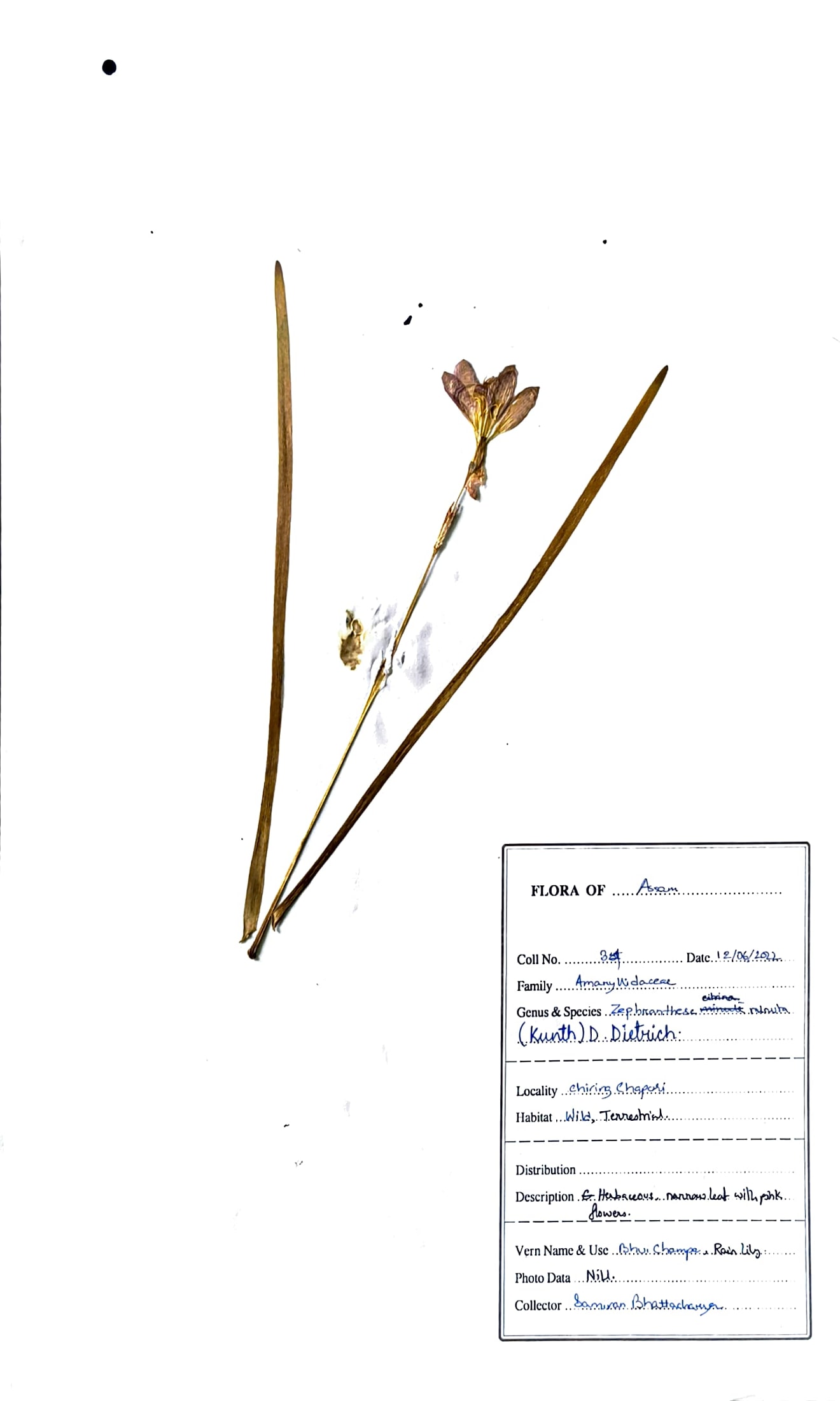 Bhu Champa (Ass.) (Herbarium)